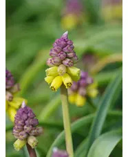 Muscari macrocarpum