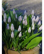 Muscari 'Pink Sunrise'