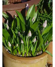 Muscari 'Pink Sunrise'