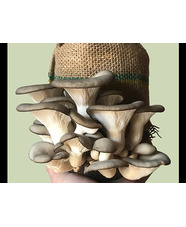 Mushroom Masterclass