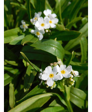 Myosotis scorpioides 'Ice Pearl'