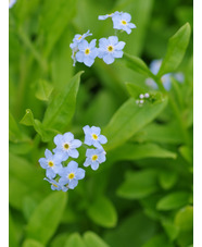 Myosotis scorpioides 'Mermaid'