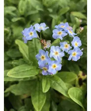 Myosotis scorpioides 'Mermaid'