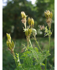 Myrrhis odorata
