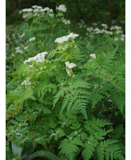 Myrrhis odorata
