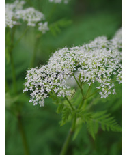 Myrrhis odorata