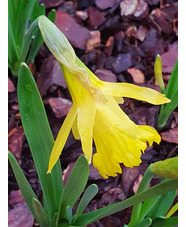 Narcissus 'Bowles's Early Sulphur'