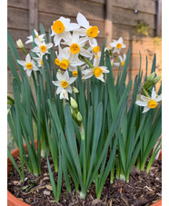 Narcissus 'Canaliculatus' (5xDB)
