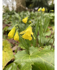 Narcissus 'Cedric Morris'