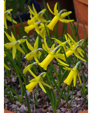 Narcissus cyclamineus hybrid