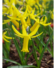 Narcissus cyclamineus hybrid