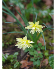 Narcissus 'Eystettensis'
