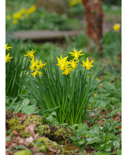 Narcissus 'February Gold' (5xDB)