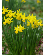 Narcissus 'February Gold' (5xDB)