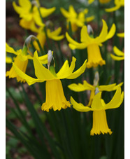 Narcissus 'February Gold' (5xDB)