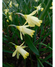 Narcissus 'Gipsy Queen'