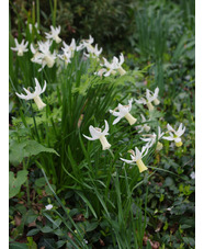 Narcissus 'Jenny'