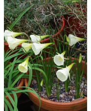Narcissus 'Mary Poppins'