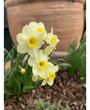 Narcissus 'Minnow'