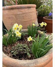 Narcissus 'Minnow' (3xDB)