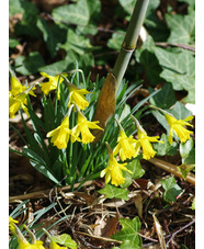 Narcissus minor