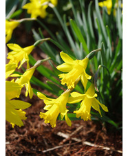 Narcissus minor