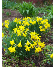 Narcissus minor
