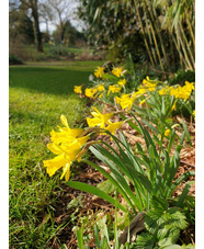 Narcissus minor