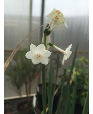 Narcissus pachybolbus