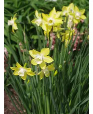Narcissus 'Pipit' (3xDB)