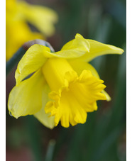 Narcissus 'Rijnveld's Early Sensation'