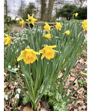 Narcissus 'Rijnveld's Early Sensation'