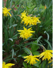 Narcissus 'Rip van Winkle' (5xDB)