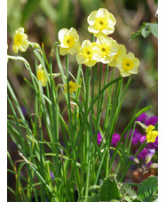 Narcissus 'Sun Disc'
