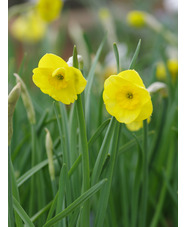 Narcissus 'Sun Disc'