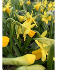 Narcissus 'Tete-a-Tete'