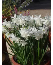 Narcissus 'Thalia' (3xDB)