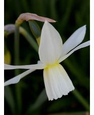 Narcissus 'Thalia'