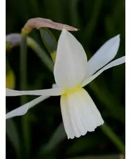 Narcissus 'Thalia' (3xDB)