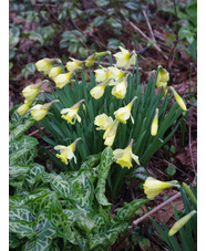 Narcissus lobularis (5xDB)