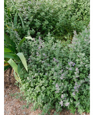 Nepeta 'Dropmore'