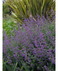 Nepeta 'Dropmore'