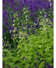 Nepeta govaniana