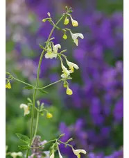 Nepeta govaniana