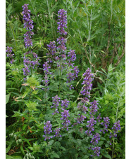 Nepeta grandiflora 'Blue Danube'