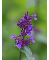 Nepeta grandiflora 'Blue Danube'