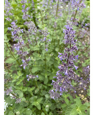 Nepeta grandiflora 'Summer Magic'