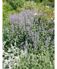 Nepeta grandiflora 'Summer Magic'