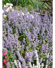 Nepeta grandiflora 'Summer Magic'