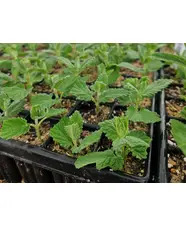 Cuttings Masterclass with Emily Allard